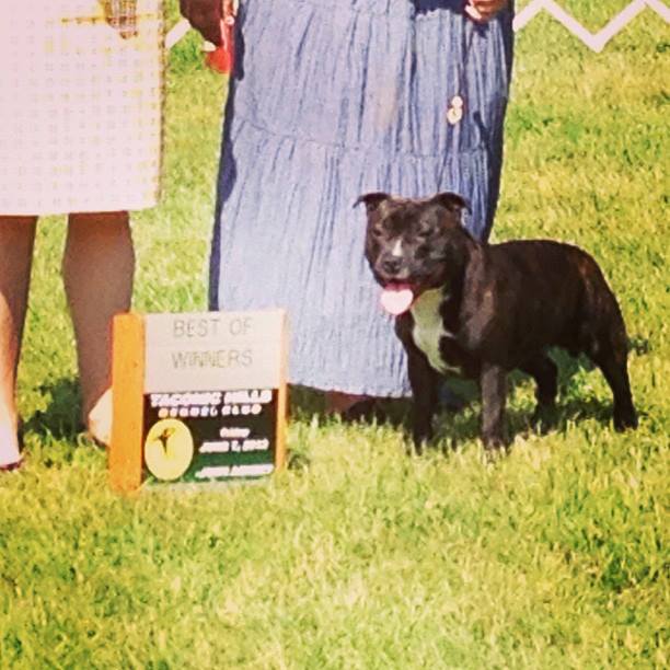 Manorview Staffords, Staffordshire Bull Terriers, Manorville, New York